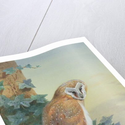 Barn Owl, 1916 by Archibald Thorburn
