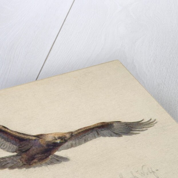 Eagle in flight, 1873 by Joseph Wolf