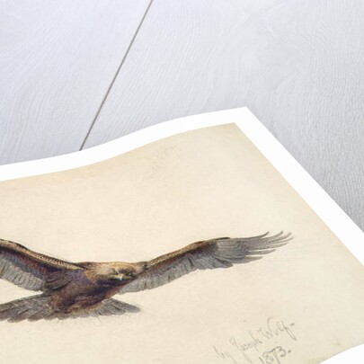 Eagle in flight, 1873 by Joseph Wolf