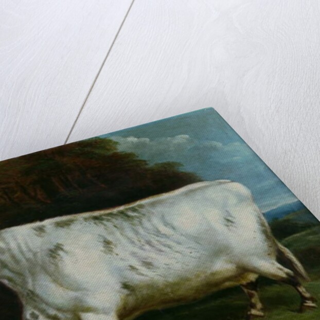 A shorthorn cow by English School