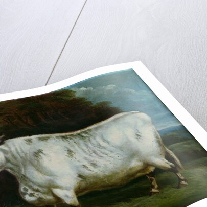 A shorthorn cow by English School