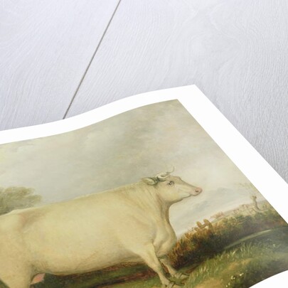 Portrait of a prize cow by John Vine