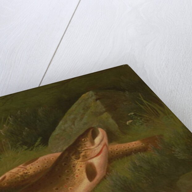 Brown Trout by A. Roland Knight