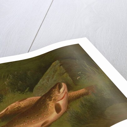 Brown Trout by A. Roland Knight