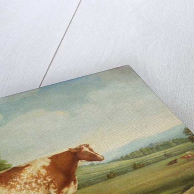 A Prize Shorthorn Cow in a Landscape by English School