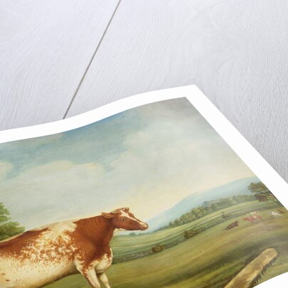 A Prize Shorthorn Cow in a Landscape by English School