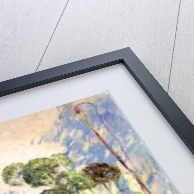 Angelica Shadows by Timothy Easton