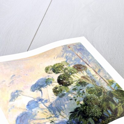 Angelica Shadows by Timothy Easton