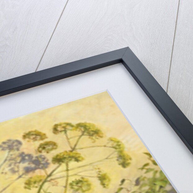 Lovage, Clematis and Shadows, 1999 by Timothy Easton