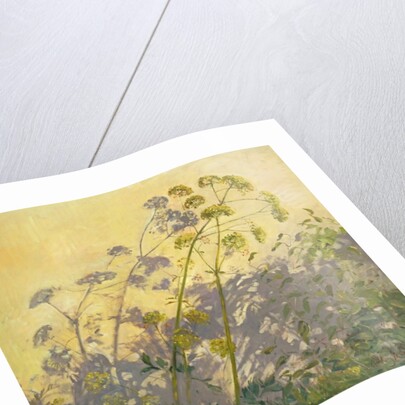 Lovage, Clematis and Shadows, 1999 by Timothy Easton