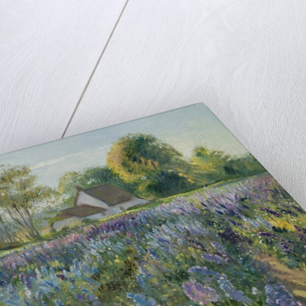 October Delphiniums by Timothy Easton