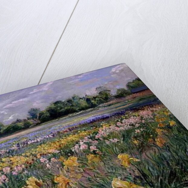 Cottages and Iris Field by Timothy Easton