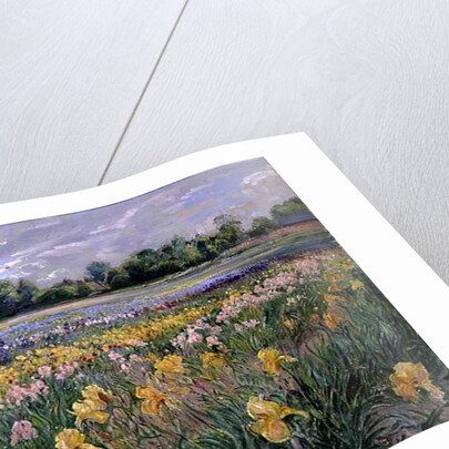 Cottages and Iris Field by Timothy Easton