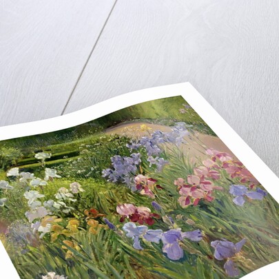 Irises at Bedfield by Timothy Easton