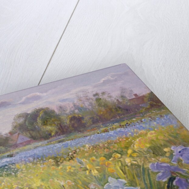 Iris Field in the Evening Light, 1993 by Timothy Easton