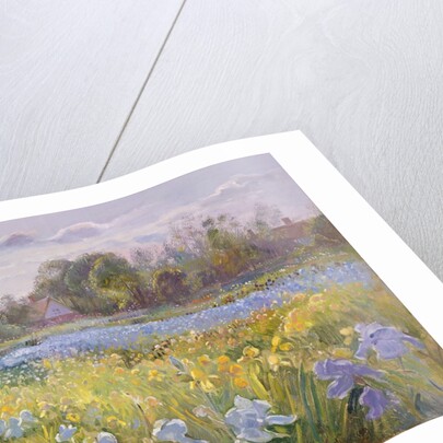 Iris Field in the Evening Light, 1993 by Timothy Easton