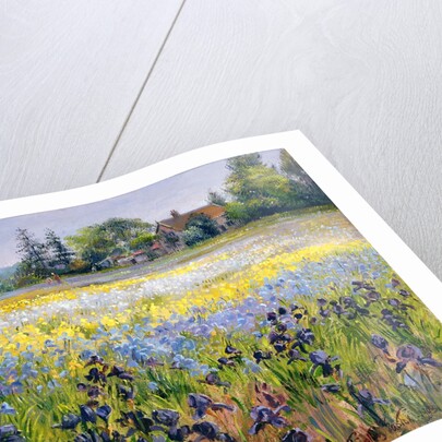 Irises and Two Fir Trees, 1993 by Timothy Easton