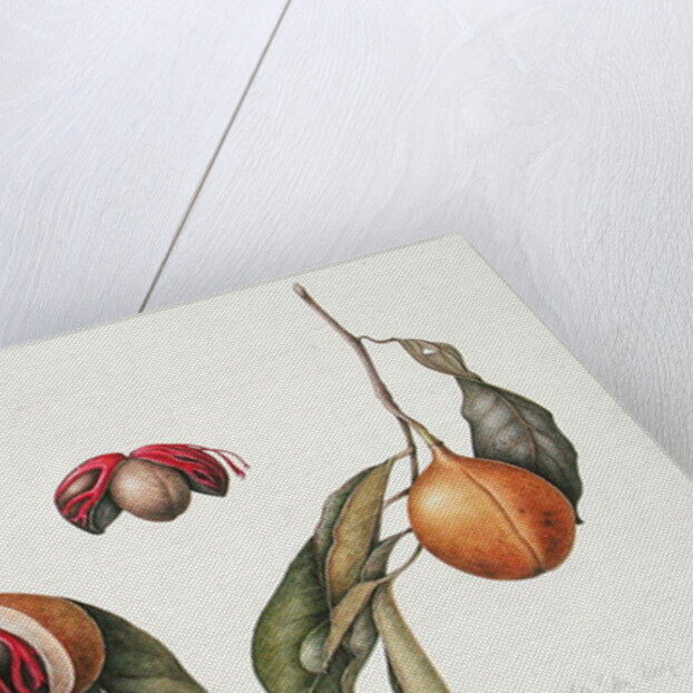 Nutmeg 2004 by Margaret Ann Eden