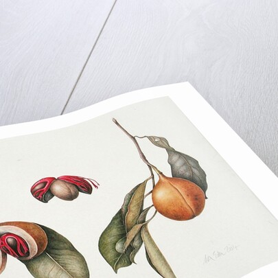 Nutmeg 2004 by Margaret Ann Eden