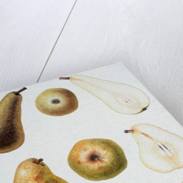 Six Pears, 1994 by Margaret Ann Eden