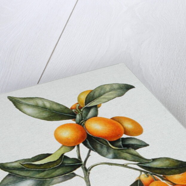 Kumquat, 1996 by Margaret Ann Eden