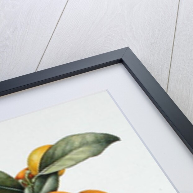 Kumquat, 1996 by Margaret Ann Eden