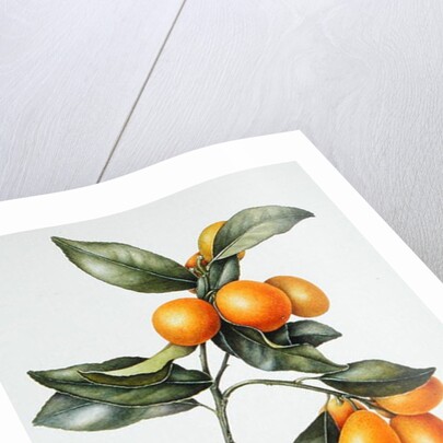 Kumquat, 1996 by Margaret Ann Eden