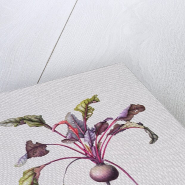 Beetroot, 1995 by Margaret Ann Eden
