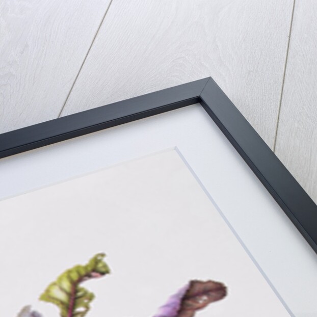 Beetroot, 1995 by Margaret Ann Eden