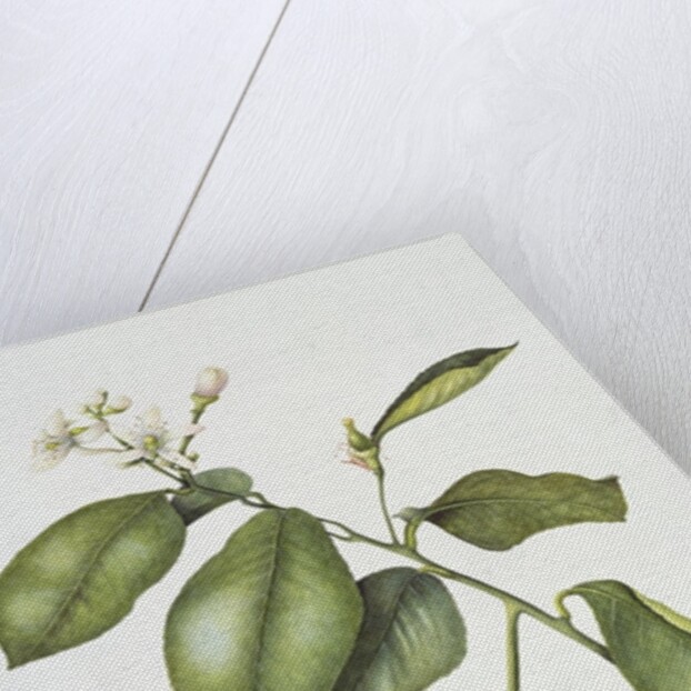 Citrus Bergamot, 1995 by Margaret Ann Eden