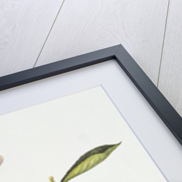 Citrus Bergamot, 1995 by Margaret Ann Eden