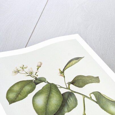 Citrus Bergamot, 1995 by Margaret Ann Eden