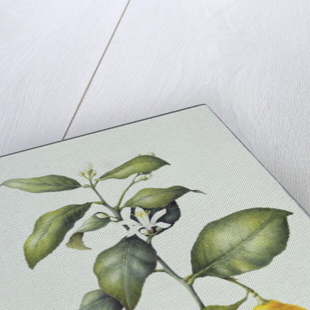 Citrus Limon, 1995 by Margaret Ann Eden