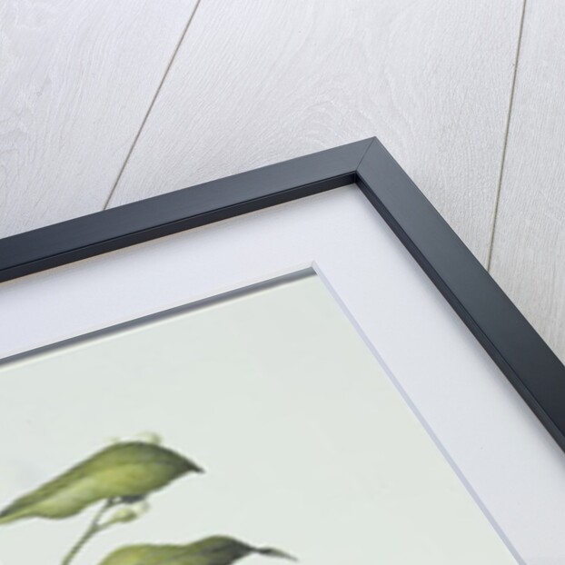 Citrus Limon, 1995 by Margaret Ann Eden