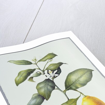 Citrus Limon, 1995 by Margaret Ann Eden