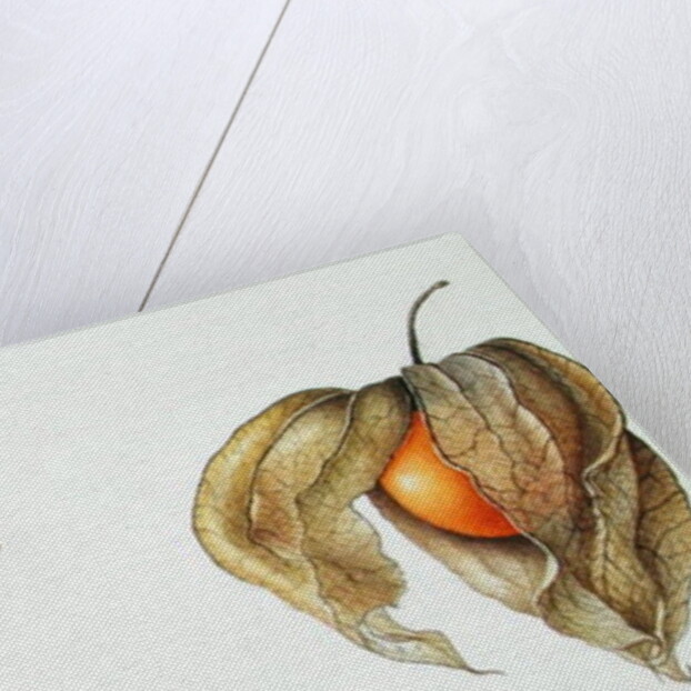 Cape Gooseberries 1996 by Margaret Ann Eden