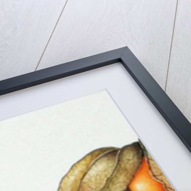 Cape Gooseberries 1996 by Margaret Ann Eden