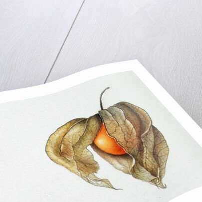 Cape Gooseberries 1996 by Margaret Ann Eden