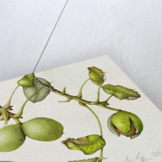 Walnut, 2006 by Margaret Ann Eden