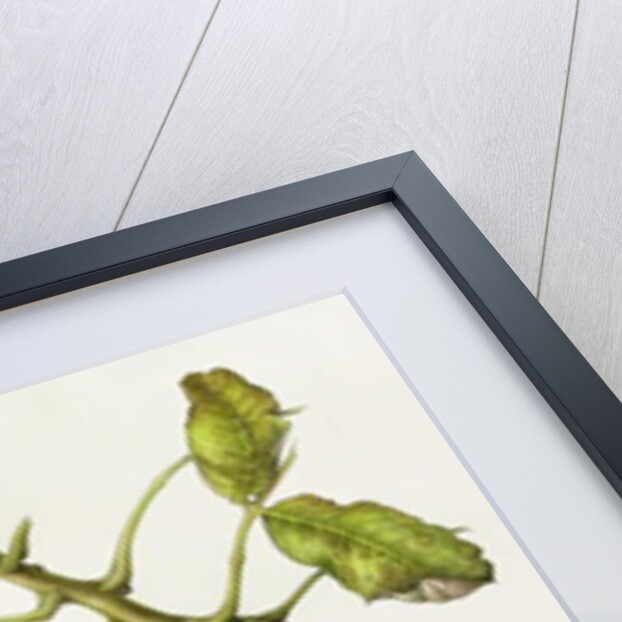 Walnut, 2006 by Margaret Ann Eden