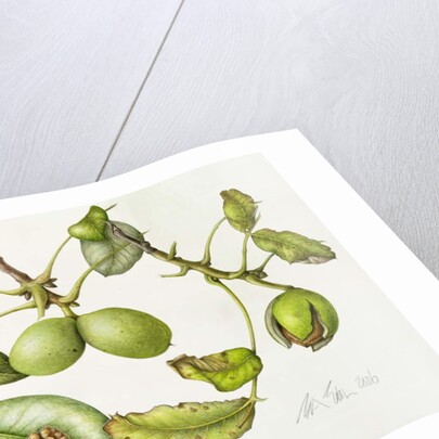 Walnut, 2006 by Margaret Ann Eden