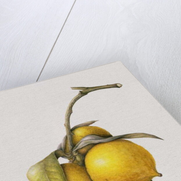 Citrus Bergamot, 1999 by Margaret Ann Eden