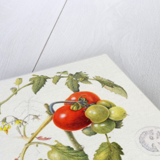 Tomatoes, 1994 by Margaret Ann Eden