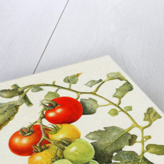 Tomatoes, 1994 by Margaret Ann Eden