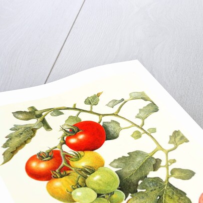 Tomatoes, 1994 by Margaret Ann Eden