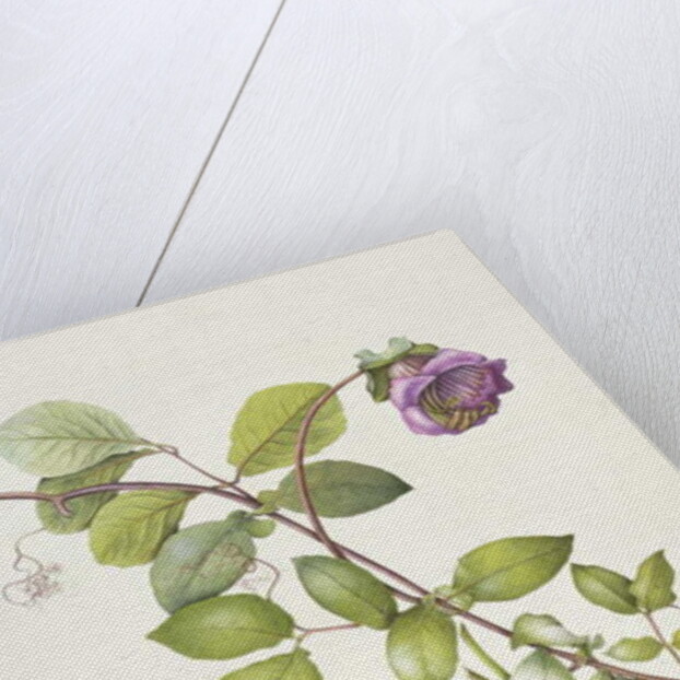 Cobea Scandens, 1995 by Margaret Ann Eden