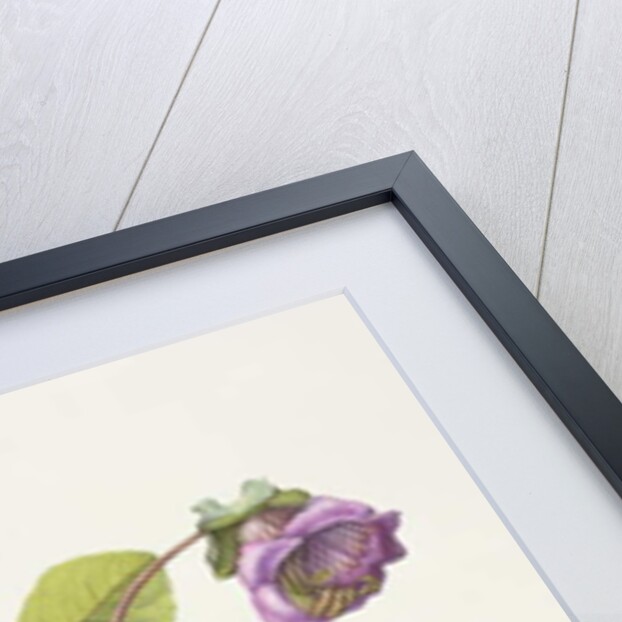 Cobea Scandens, 1995 by Margaret Ann Eden