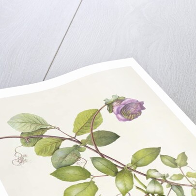 Cobea Scandens, 1995 by Margaret Ann Eden