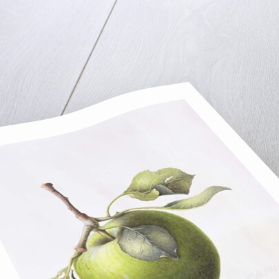 Bramley Apple, 1995 by Margaret Ann Eden