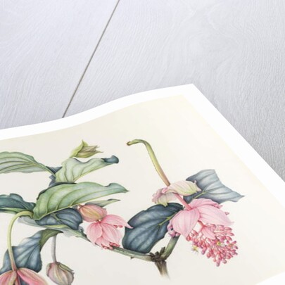 Medinilla magnifica by Margaret Ann Eden